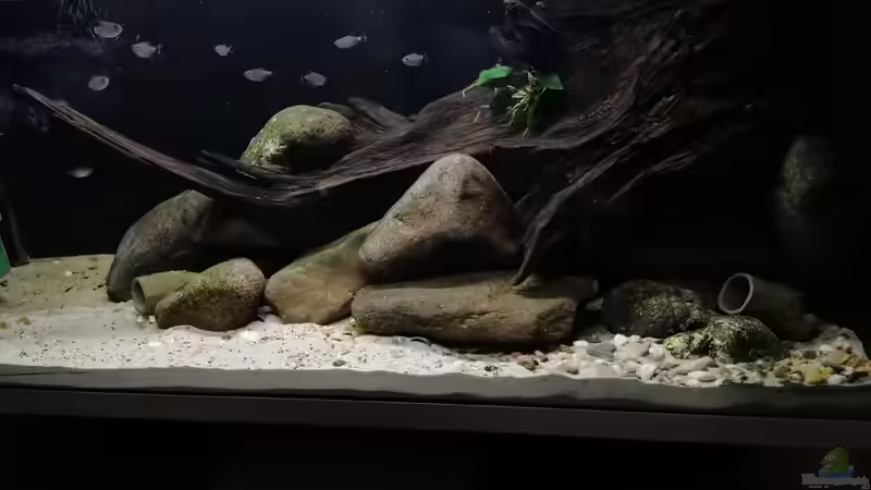 Aquarium Hauptansicht von Stomschnelle in Brasilien