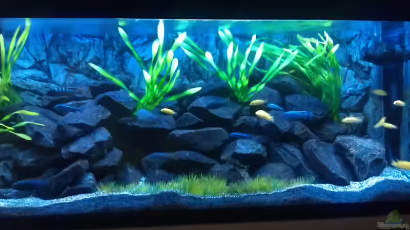 Aquarium Hauptansicht von Stone edge