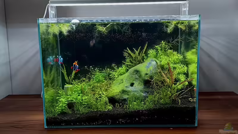 Aquarium Hauptansicht von Stoned von Junglist (4)