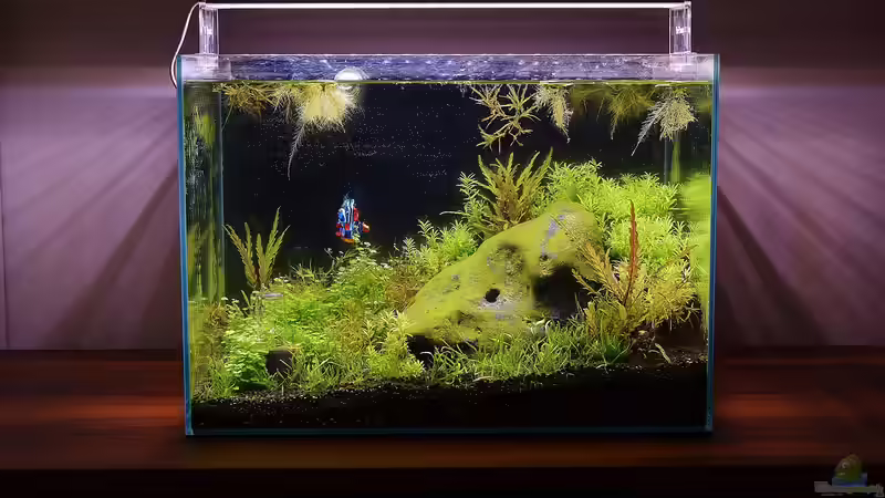 Aquarium Hauptansicht von Stoned von Junglist (5)