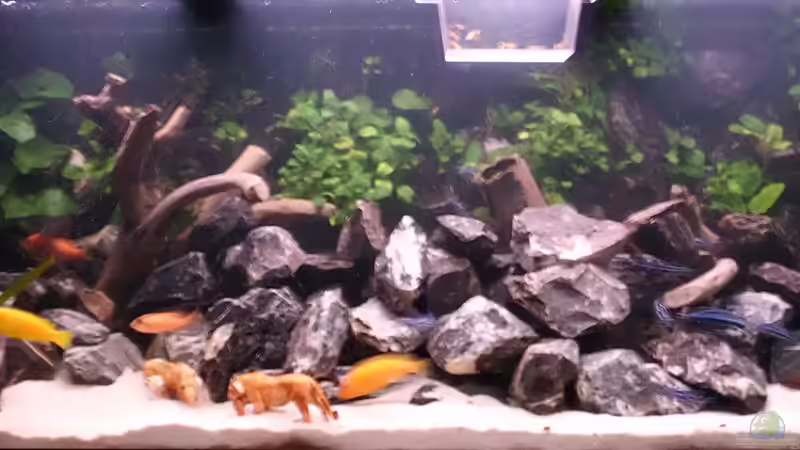 Aquarium Hauptansicht von Stoneranch von bl@cky is b@ck (1)