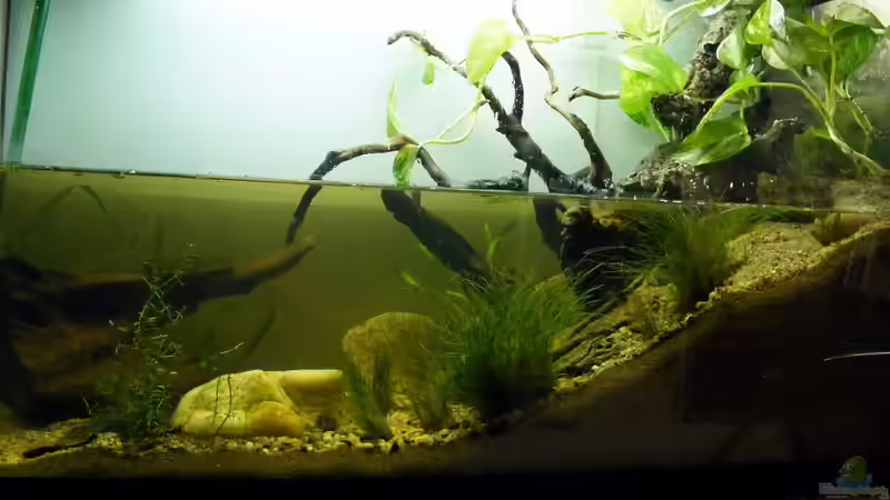 Aquarium Hauptansicht von Stream Banks In West Africa von Falk (1)