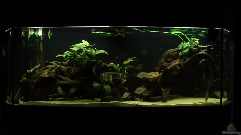 Aquarium Hauptansicht von Süd-/Mittelamerika-Becken (nur noch als Beispiel)