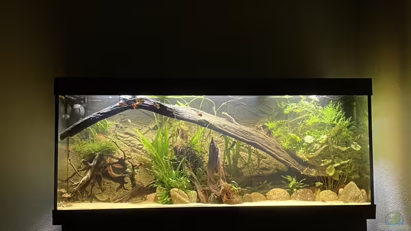 Aquarium Hauptansicht von Süd-/Mittelamerika Platy Aquarium von Oswald Salazar (1)