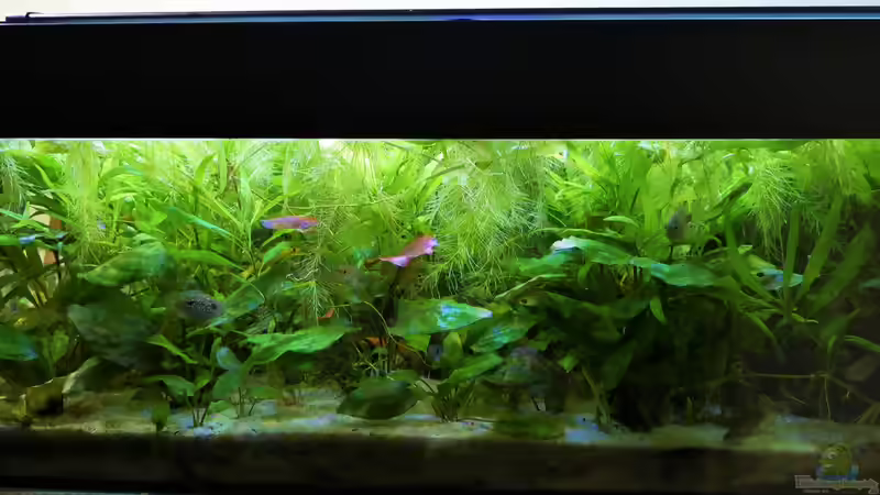 Aquarium Hauptansicht von Süd-Mittelamerikansiches Gesellschaftsbecken von Barschfan Aqualive (1)