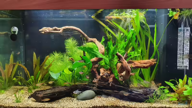 Aquarium Hauptansicht von Südamerika 125 Liter von Fischsuppe (1)