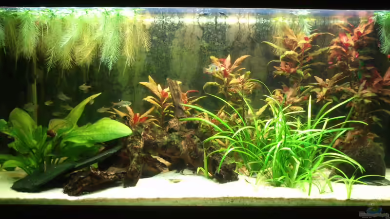 Aquarium Hauptansicht von Südamerika 180 von Nedde (1)