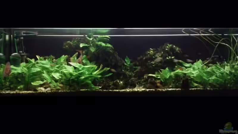 Aquarium Hauptansicht von Südamerika 2 von Eginger (1)