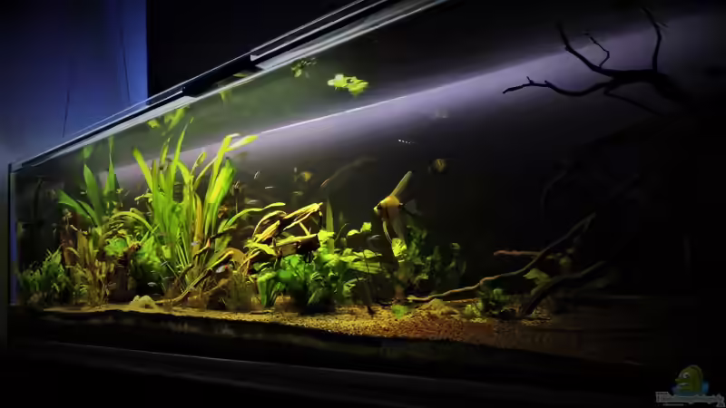 Aquarium Hauptansicht von Südamerika 500L von Ragner (1)