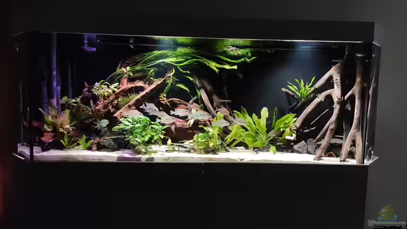 Aquarium Hauptansicht von Südamerika-Becken (Zu Verkaufen)