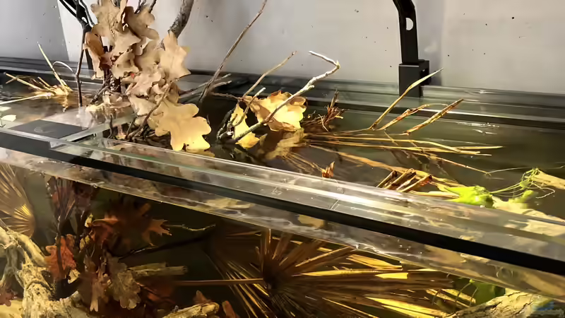 Aquarium Hauptansicht von Südamerika Biotop von K.S. (1)