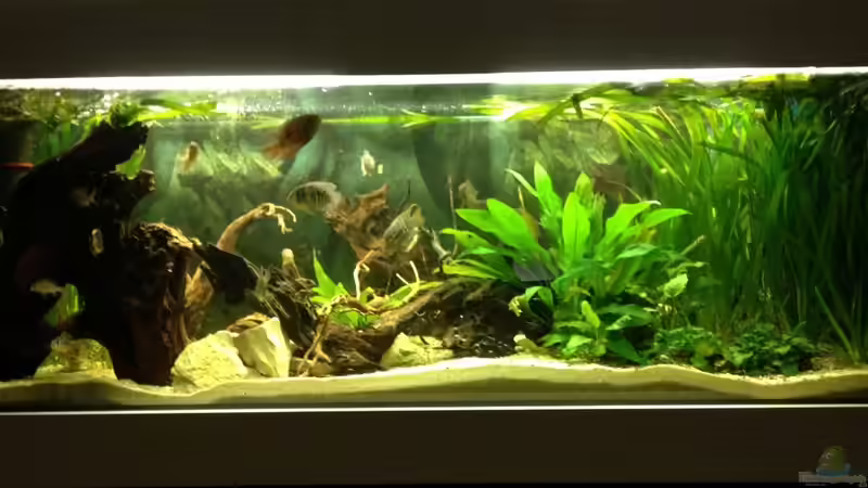 Aquarium Hauptansicht von Südamerika Buntbarsche