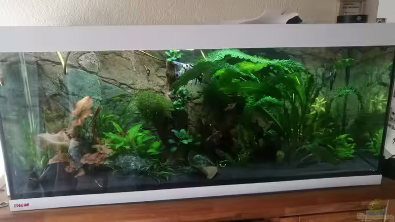 Aquarium Hauptansicht von Südamerika Flusslauf von Elchristo (1)