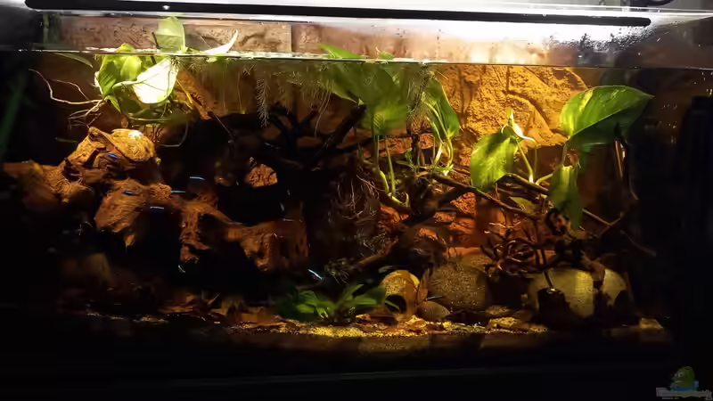 Aquarium Hauptansicht von Südamerika-Flusslauf von Max Latinski (1)