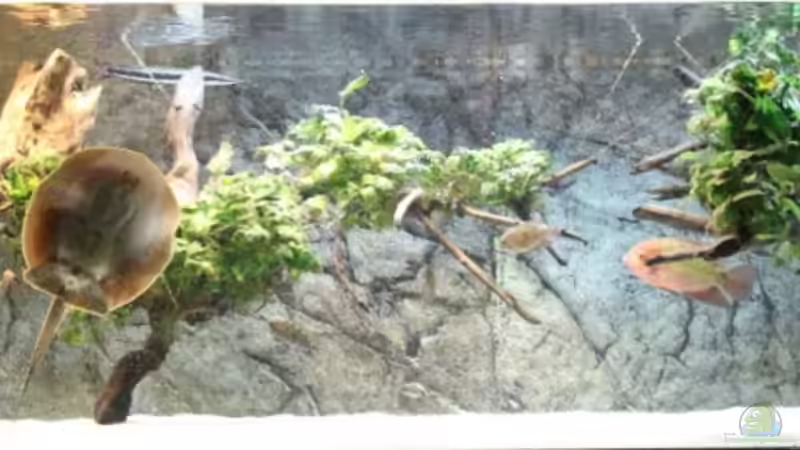 Aquarium Hauptansicht von Südamerika GB von AlexDhc (1)