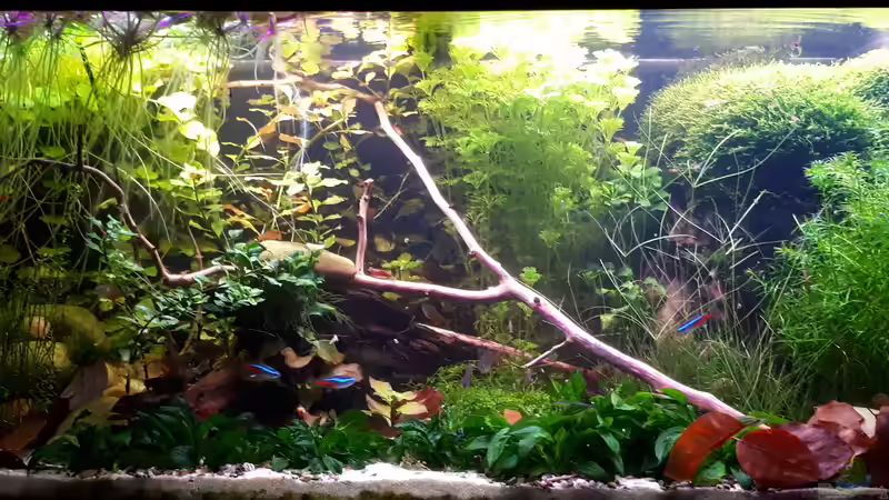 Aquarium Hauptansicht von Südamerika Gesellschaft von Detlef Welzel (1)