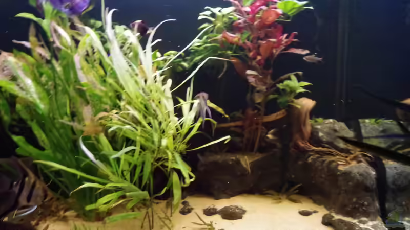 Aquarium Hauptansicht von Südamerika Gesellschaftsbecken 31372 von Dahoimbocha (1)