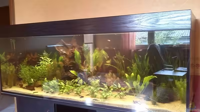 Aquarium Hauptansicht von Südamerika im Westerwald (nur noch Beispiel) von Florian P.