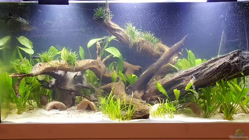 Aquarium Hauptansicht von Südamerika in der Oberpfalz von Heppy (1)