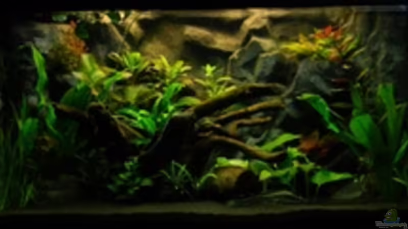 Aquarium Hauptansicht von Südamerika No3 Nur noch als Beispiel