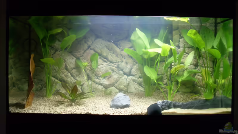 Aquarium Hauptansicht von Südamerika (nur noch als Beispiel) von Stefano83 (1)