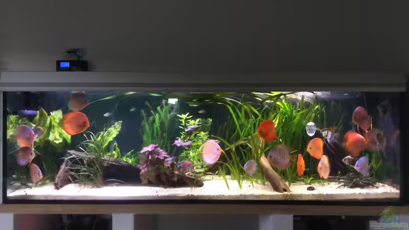 Aquarium Hauptansicht von Südamerika Paradies von GG (1)