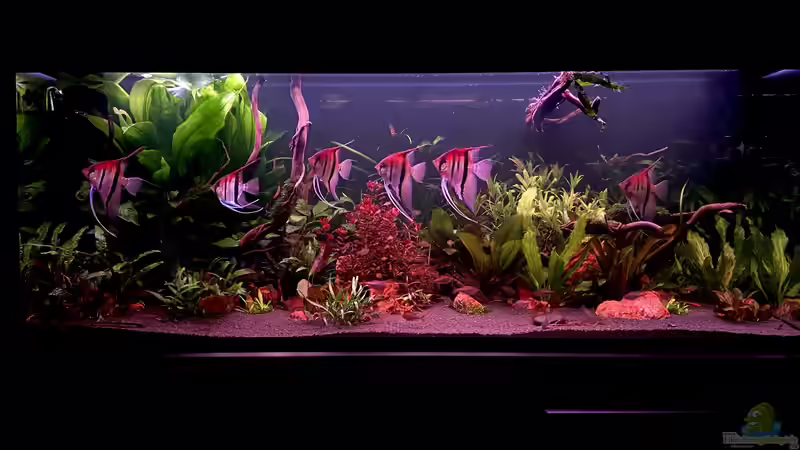 Aquarium Hauptansicht von Südamerika Rio Manacapuru Aquarium von Gernhart (1)