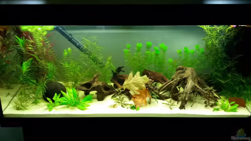 Aquarium Hauptansicht von Südamerika Traum von Basti Rothe (1)