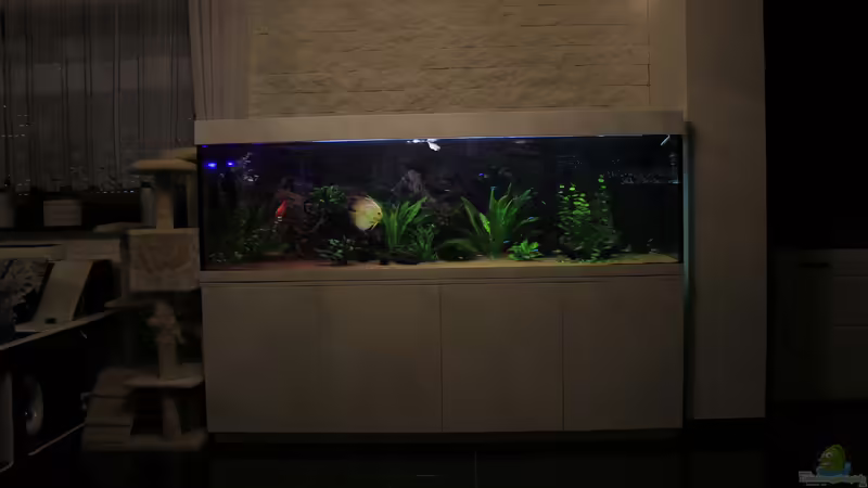 Aquarium Hauptansicht von Südamerika Traum von Discus (1)