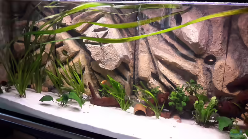 Aquarium Hauptansicht von Südamerika von brokhauser (1)