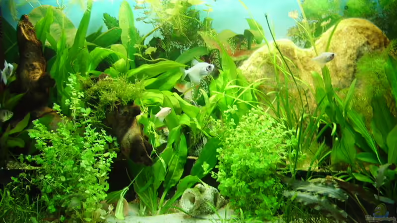 Aquarium Hauptansicht von Südamerika von Fireman (1)