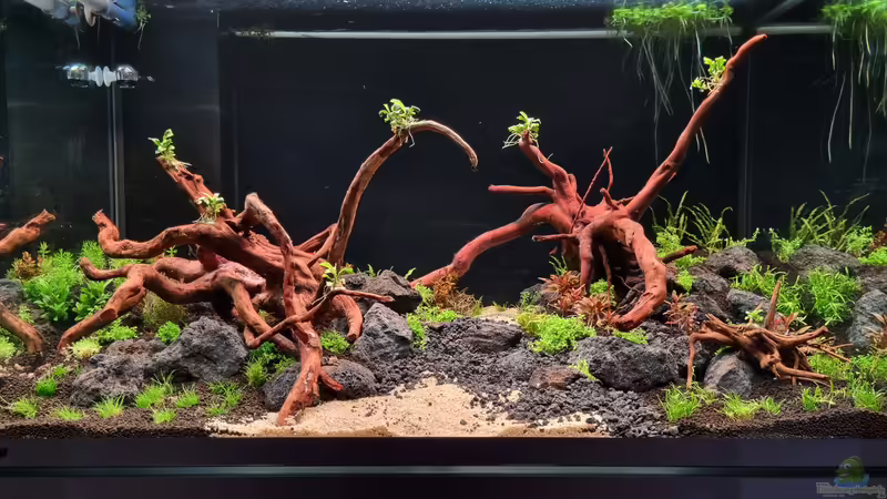 Aquarium Hauptansicht von Südamerika von FR (1)