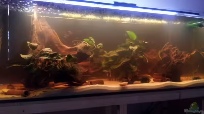 Aquarium Hauptansicht von Südamerika von Gass (1)