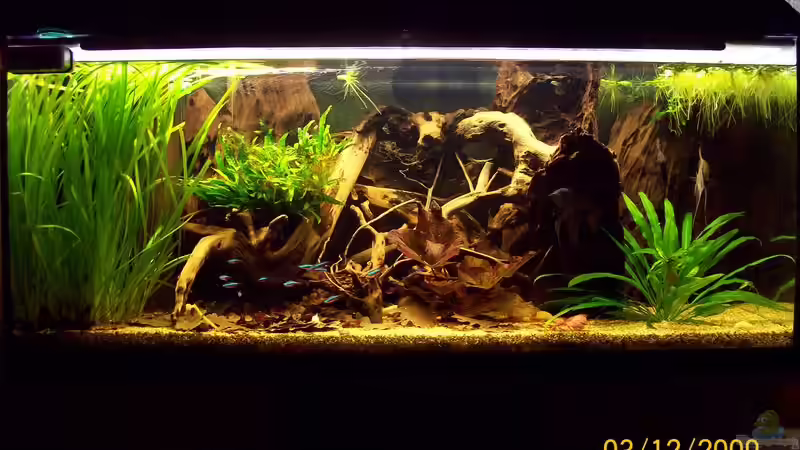 Aquarium Hauptansicht von Südamerika von Heiko Bischof (1)