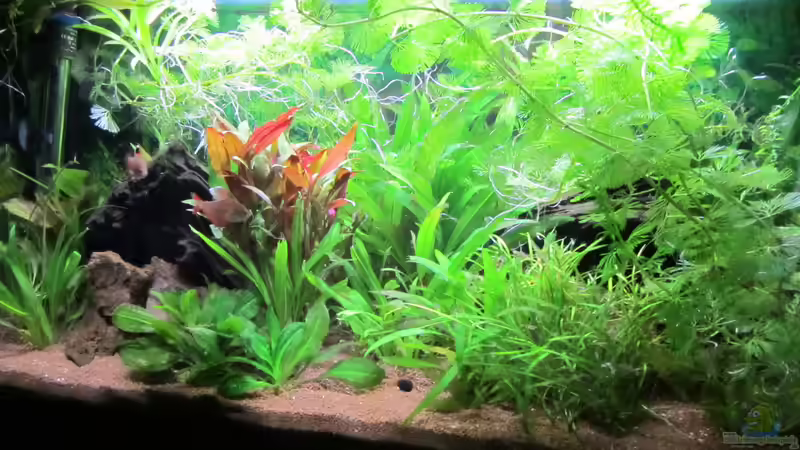 Aquarium Hauptansicht von Südamerika von Hörnchen (1)