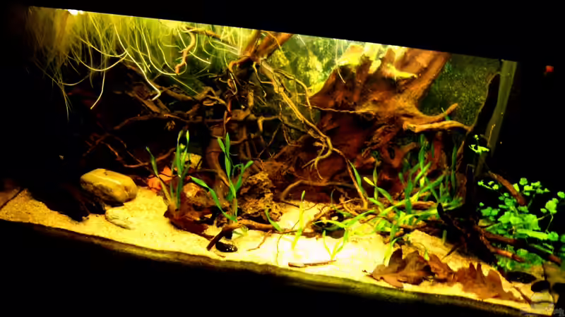 Aquarium Hauptansicht von Südamerika von ingrid (1)