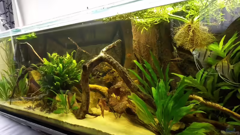 Aquarium Hauptansicht von Südamerika von Michael Scheffler (1)