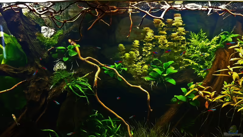 Aquarium Hauptansicht von Südamerika von Mike Reimann (1)