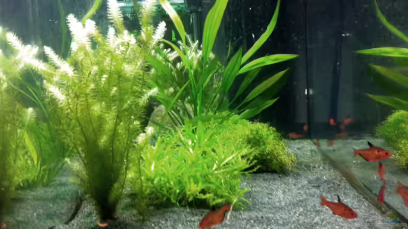 Aquarium Hauptansicht von Südamerika von vanHouten (1)