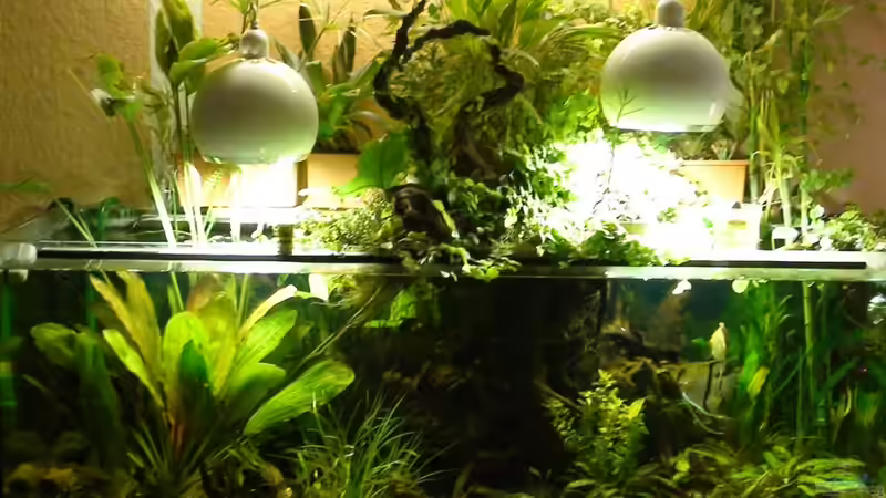 Aquarium Hauptansicht von Südamerika-WG von Fat Tony (1)