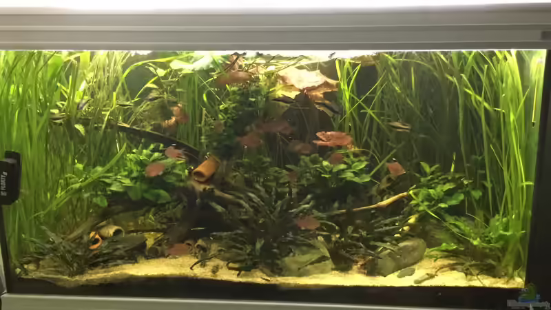 Aquarium Hauptansicht von Südamerika zuhause von Max K. (1)