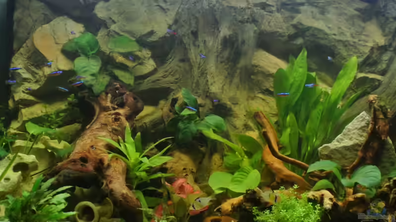 Aquarium Hauptansicht von Südamerika Zwergbuntbarsche von Alsi (1)