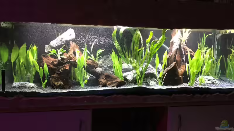 Aquarium Hauptansicht von Südamerika