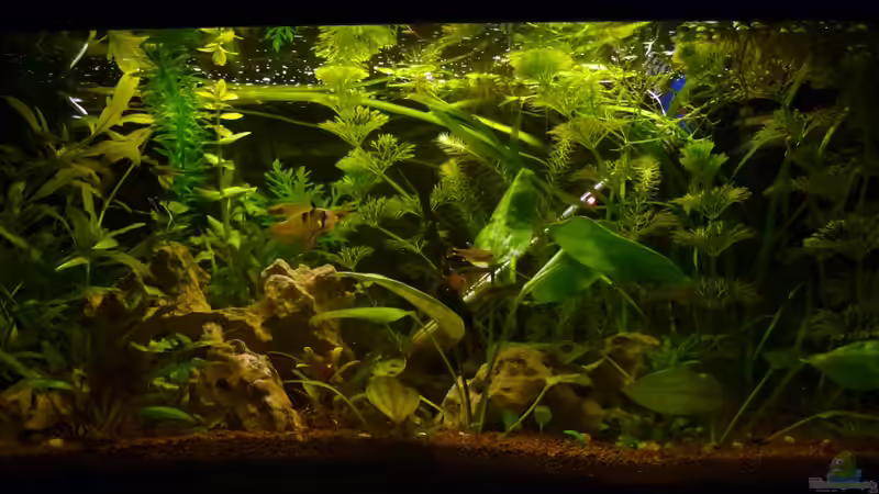 Aquarium Hauptansicht von Südamerikabecken von _ME_ (1)