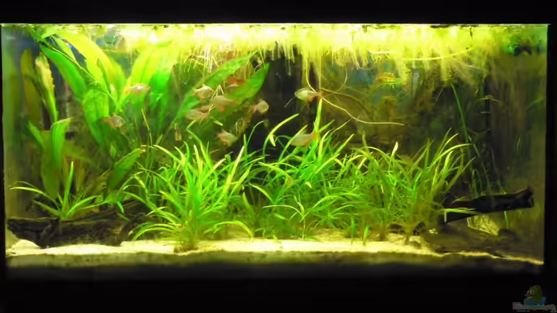 Aquarium Hauptansicht von Südamerikabecken von flixkohl (1)