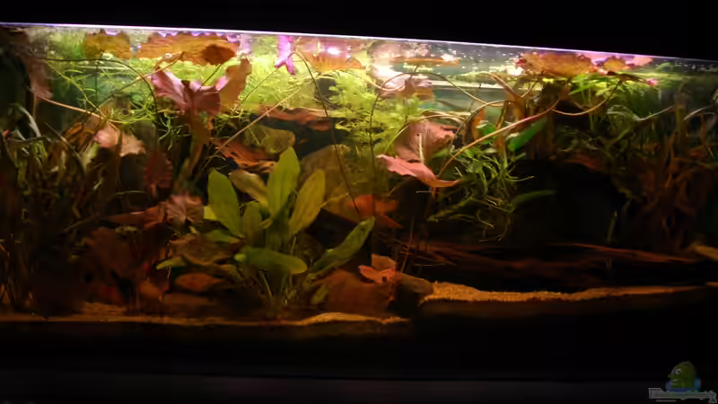 Aquarium Hauptansicht von Südamerikabecken von Mad_Marder (1)