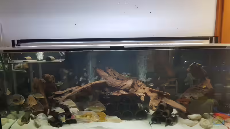 Aquarium Hauptansicht von Südamerikabecken von Steffen Hübbers (1)