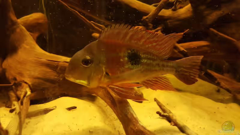 Aquarium Hauptansicht von Südamerikabecken