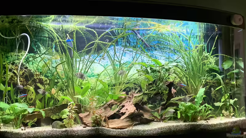 Aquarium Hauptansicht von Südamerikanisches Gesellschaftsbecken von EdaSh (1)