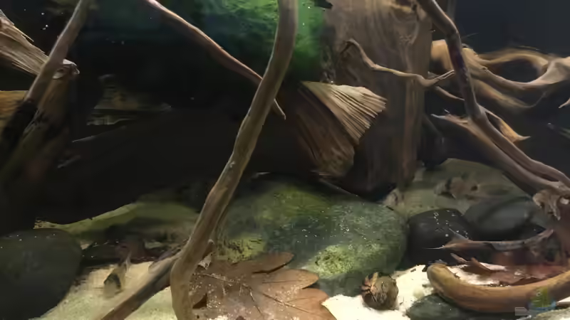 Aquarium Hauptansicht von Südamerikapfütze 3.0 von Jemafa (1)